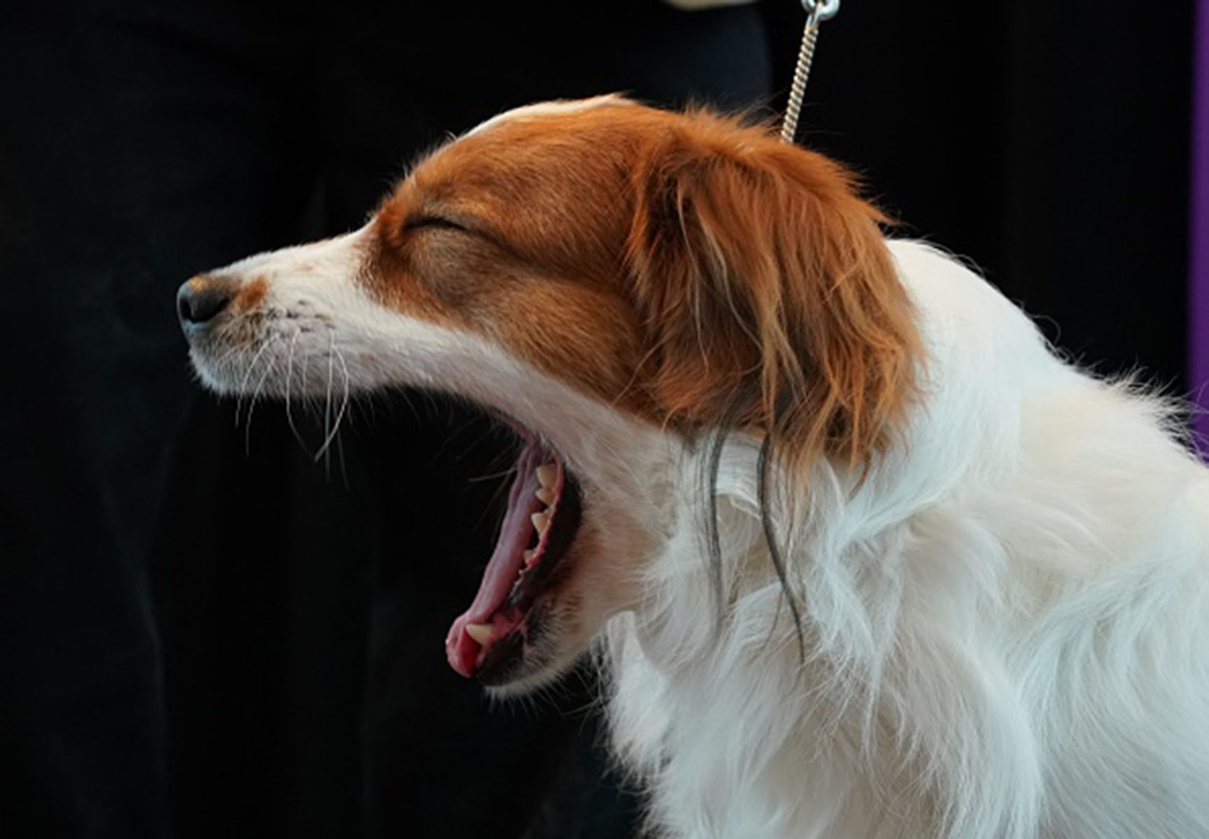 Kooikerhondje